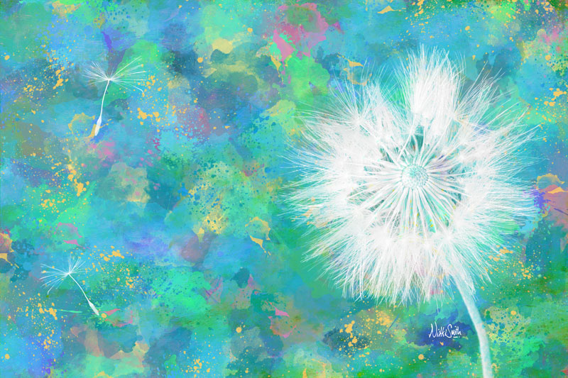 Silverpuff Dandelion Wish, copyright Nikki Smith (prints available)