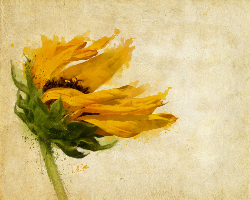Sunflower Breezes, copyright Nikki Smith